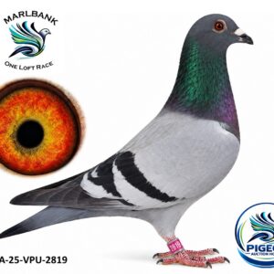 Lot 095 - ZA-25-VPU-2819