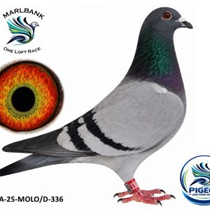 Lot 086 - ZA-25-MOLO/D-336
