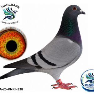 Lot 042 - ZA-25-VNRF-338