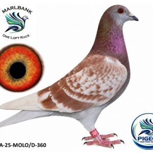 Lot 085 - ZA-25-MOLO/D-360