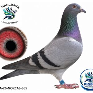 Lot 031 - ZA-26-NOKCAS-365