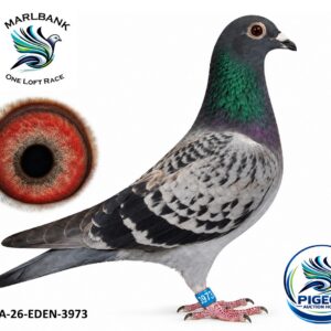 Lot 071 - ZA-26-EDEN-3973 "CHARLIE"