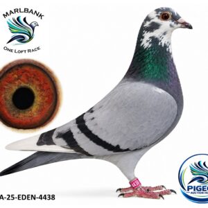 Lot 089 - ZA-25-EDEN-4438