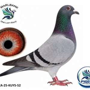 Lot 120 - ZA-25-KUYS-52