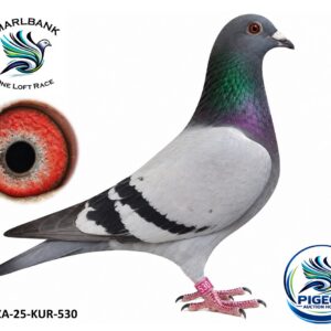 Lot 119 - ZA-25-KUR-530 “PIASTRI”