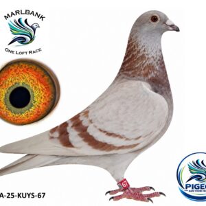 Lot 090 - ZA-25-KUYS-67 "3 BAR MEALY"