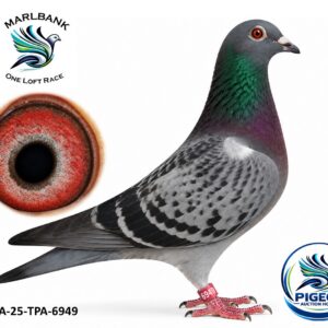 Lot 058 - ZA-25-TPA-6949