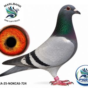 Lot 019 - ZA-25-NOKCAS-724
