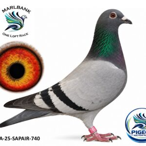 Lot 091 - ZA-25-SAPAIR-740