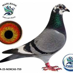 Lot 092 - ZA-25-NOKCAS-759 "MIDNIGHT VELVET"