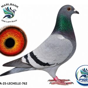 Lot 074 - ZA-25-LECHELLE-762 "YEBO"