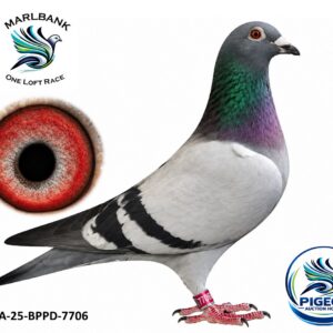Lot 084 - ZA-25-BPPD-7706