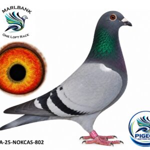 Lot 047 - ZA-25-NOKCAS-802 "ISOLDE