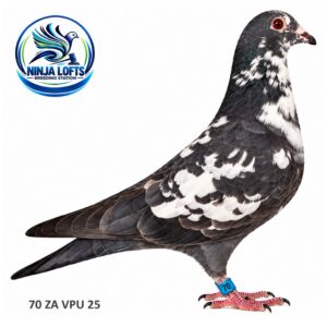 Lot 2 - 70 ZA VPU 25