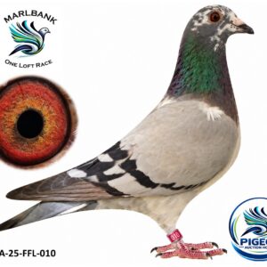 MARLBANK AUCTION 2 - LOT 012 - ZA-25-FFL-010 - HANS PAUL ESSER & FOUCHE