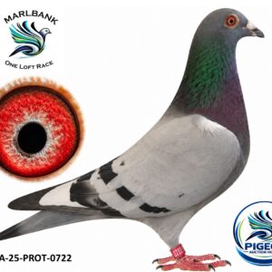 MARLBANK AUCTION 2 - LOT 114 - ZA-25-PROT-0722 - GREG ANDERSON