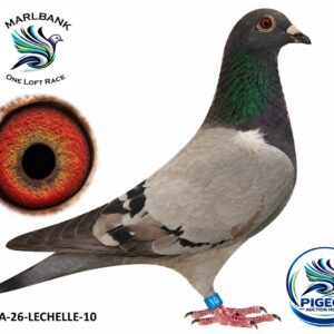 MARLBANK AUCTION 2 - LOT 088 - ZA-26-LECHELLE-10 - DIE VRYSTATERS