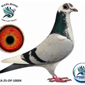 MARLBANK AUCTION 2 - LOT 066 - ZA-25-OP-10004 - PIET VAN ZYL