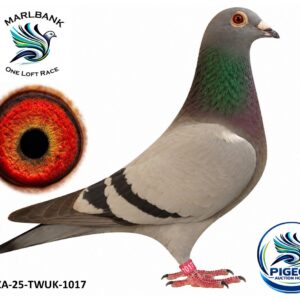 MARLBANK AUCTION 2 - LOT 034 - ZA-25-TWUK-1017 - SMALBERGER