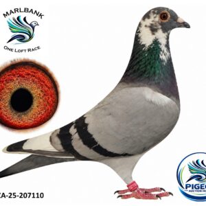 MARLBANK AUCTION 2 - LOT 021 - ZA-25-207110 - JAAP LE GRANGE