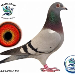 MARLBANK AUCTION 2 - LOT 085 - ZA-25-VPU-1236 - BENGELEE
