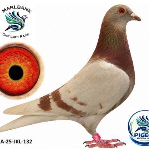 MARLBANK AUCTION 2 - LOT 002 - ZA-25-JKL-132 - EXCLUSIVE PIGEON PARADISE