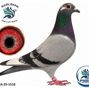 MARLBANK AUCTION 2 - LOT 113 - ZA-25-1510 - JAMES GROBELAAR