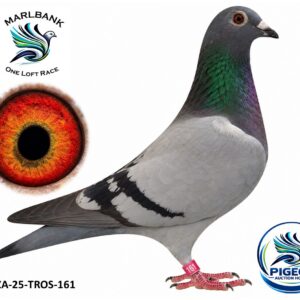 MARLBANK AUCTION 2 - LOT 098 - ZA-25-TROS-161 - TONY& PIETER