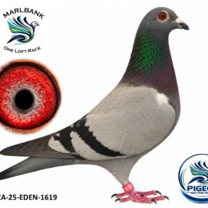 MARLBANK AUCTION 2 - LOT 015 - ZA-25-EDEN-1619 - CHAPMAR