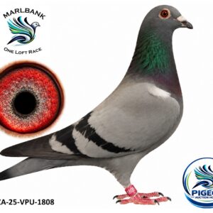 MARLBANK AUCTION 2 - LOT 081 - ZA-25-VPU-1808 - AM DE SA