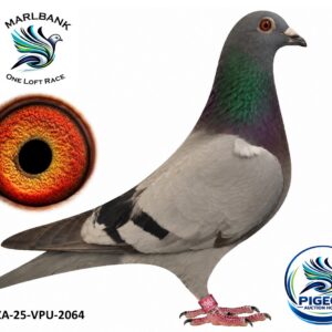 MARLBANK AUCTION 2 - LOT 087 - ZA-25-VPU-2064 - CHARL NEL