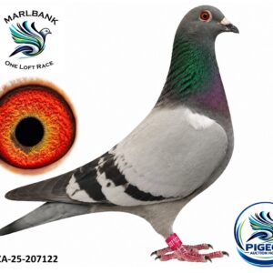 MARLBANK AUCTION 2 - LOT 044 - ZA-25-207122 - JAAP LE GRANGE