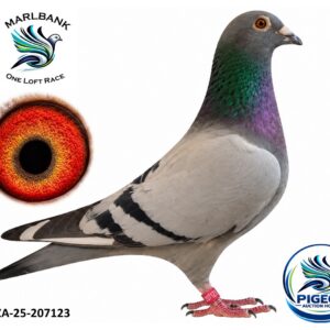 MARLBANK AUCTION 2 - LOT 056 - ZA-25-207123 - JAAP LE GRANGE