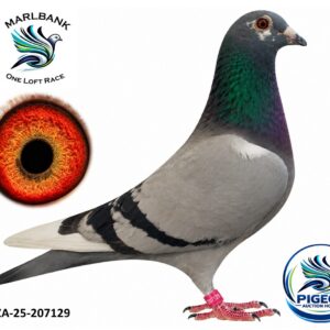 MARLBANK AUCTION 2 - LOT 005 - ZA-25-207129 - JAAP LE GRANGE