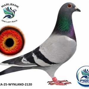 MARLBANK AUCTION 2 - LOT 073 - ZA-25-WYNLAND-2120 - GEORGE BELL