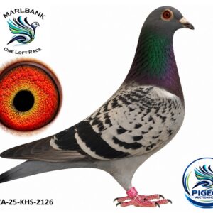 MARLBANK AUCTION 2 - LOT 074 - ZA-25-KHS-2126 - FRANCOIS STEINMAN
