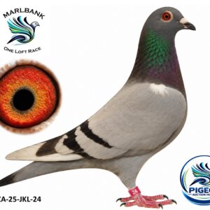MARLBANK AUCTION 2 - LOT 011 - ZA-25-JKL-24 - EXCLUSIVE PIGEON PARADISE 3,0