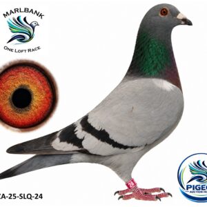 MARLBANK AUCTION 2 - LOT 112 - ZA-25-SLQ-24 - FEATHERS LOFTS