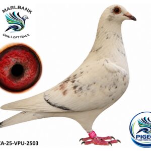 MARLBANK AUCTION 2 - LOT 099 - ZA-25-VPU-2503 - THONE PIGEONS & R&R LOFTS