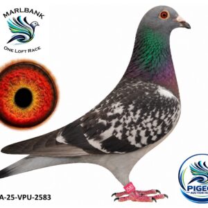 MARLBANK AUCTION 2 - LOT 046 - ZA-25-VPU-2583 - THONE PIGEONS & R&R LOFTS