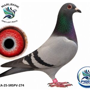 MARLBANK AUCTION 2 - LOT 094 - ZA-25-SRSPV-274 - SMIT & KOTZE