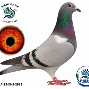 MARLBANK AUCTION 2 - LOT 075 - ZA-25-KHS-2953 - FRIKKIE DU PLESSIS
