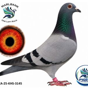 MARLBANK AUCTION 2 - LOT 095 - ZA-25-KHS-3145 - FRIKKIE DU PLESSIS