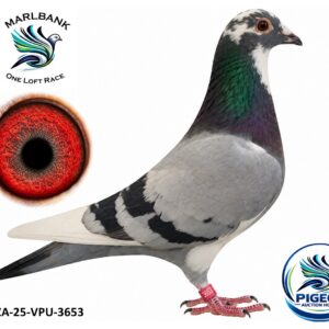 MARLBANK AUCTION 2 - LOT 070 - ZA-25-VPU-3653 - MATHEE & BIESKE