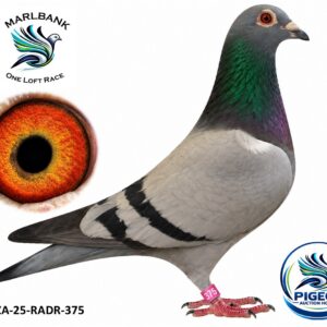 MARLBANK AUCTION 2 - LOT 106 - ZA-25-RADR-375 - PIET VAN ZYL