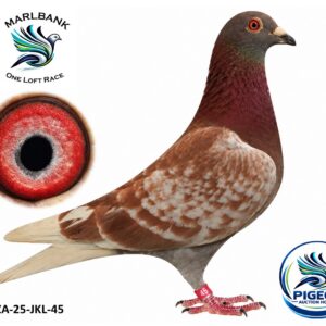 MARLBANK AUCTION 2 - LOT 026 - ZA-25-JKL-45 - EXCLUSIVE PIGEON PARADISE