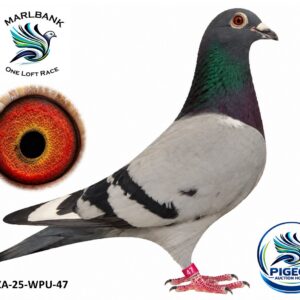 MARLBANK AUCTION 2 - LOT 013 - ZA-25-WPU-47 - JOHAN SCHLEBUSH