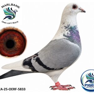 MARLBANK AUCTION 2 - LOT 042 - ZA-25-OERF-5833 - ENGELBRECHT RACING PIGEONS