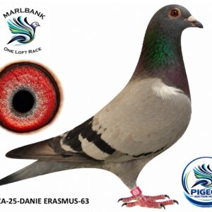 MARLBANK AUCTION 2 - LOT 089 - ZA-25-DANIE ERASMUS-63 - DANIE ERASMUS