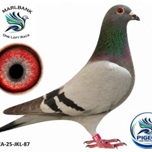 MARLBANK AUCTION 2 - LOT 051 - ZA-25-JKL-87 - EXCLUSIVE PIGEON PARADISE 3,0
